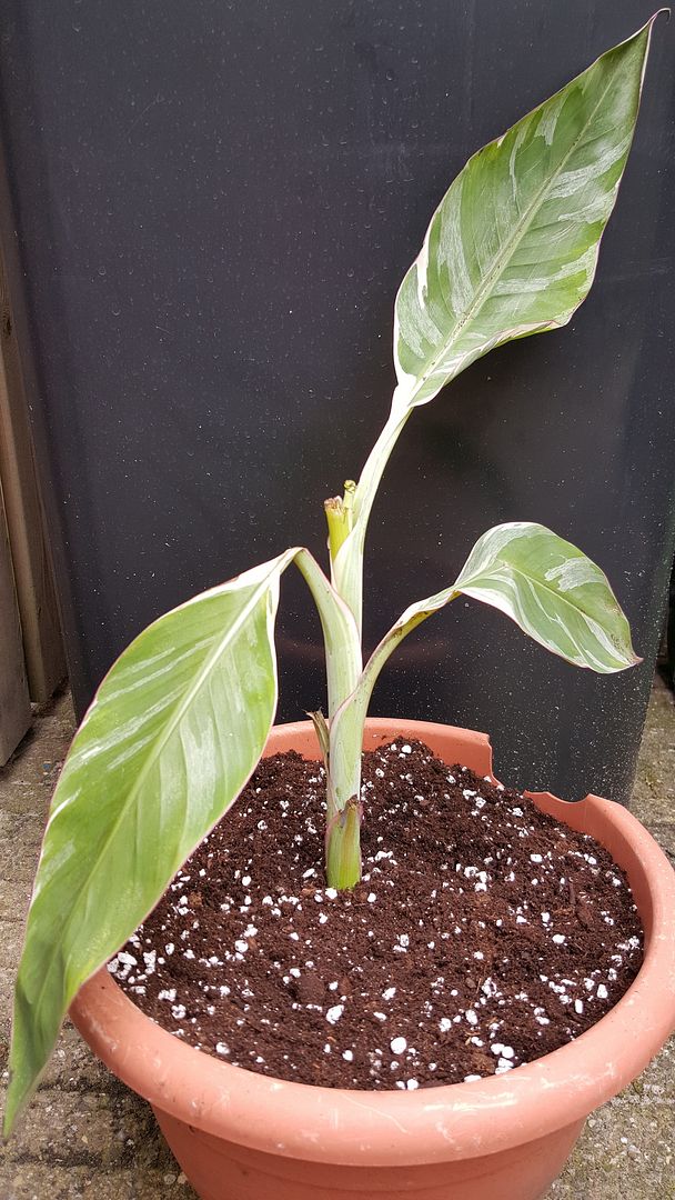 musa ice cream variegated